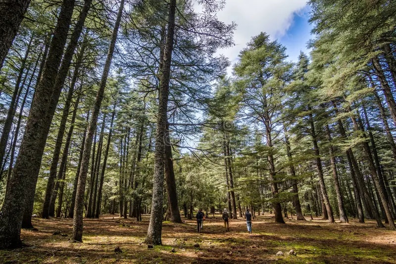 Cèdre Gouraud Forest