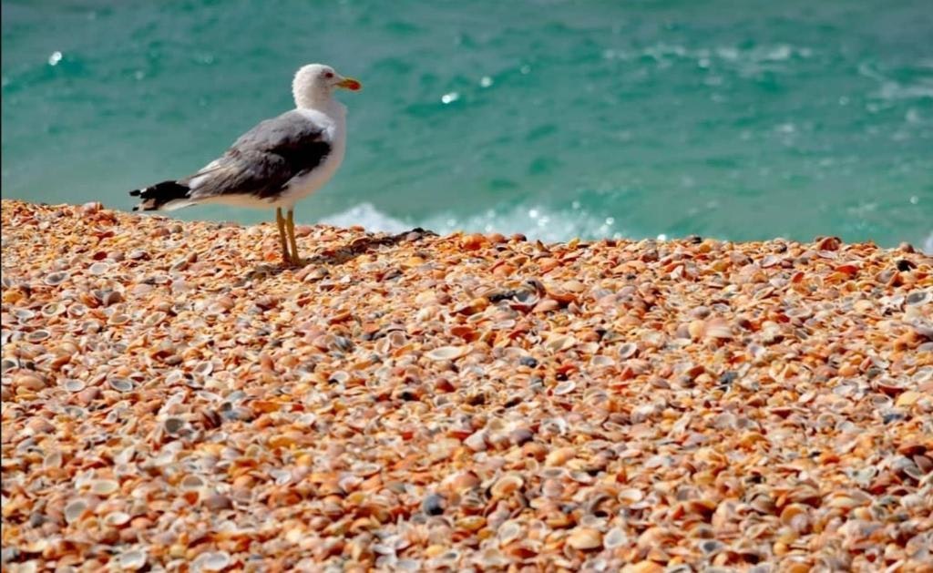 Kariat Arkmane Beach