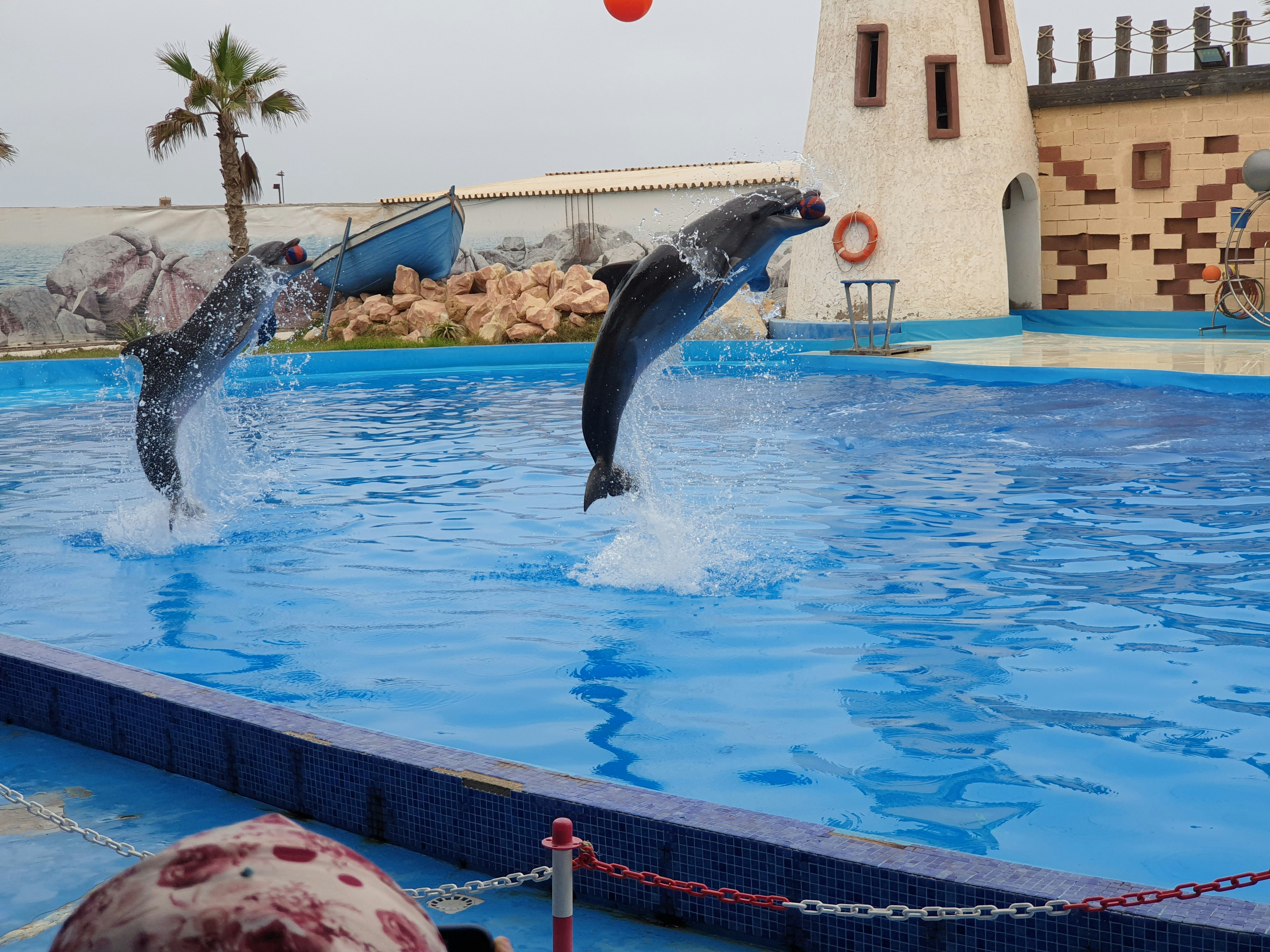 Agadir Dolphin World