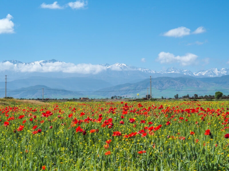 spring in morocco